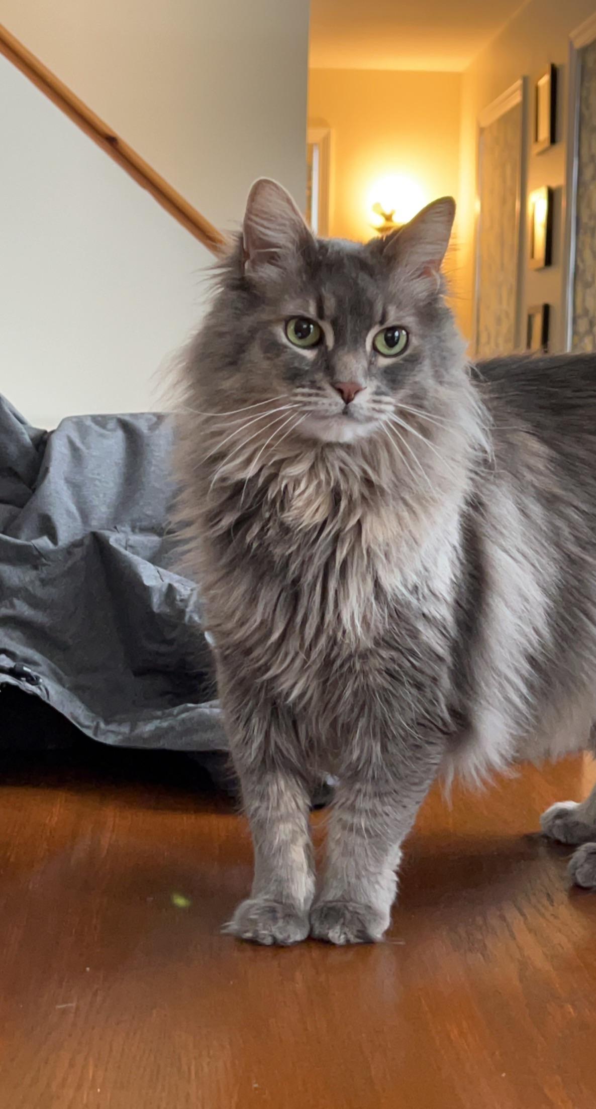 cat image